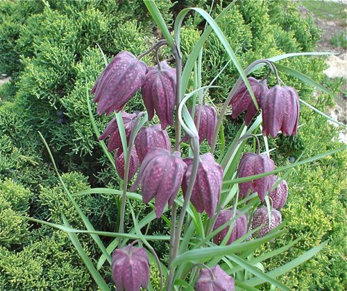 Fritillaria Meleagris | North American Rock Garden Society